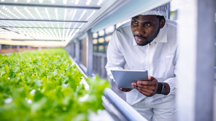 African agriculture researcher observing the development of plant crops in a vertical farming facility.