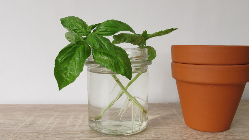 Regrow basil in a glass of water - Basilikum nachziehen im Wasserglas.