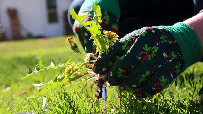 A man pulling dandelion / weeds out from the grass loan.