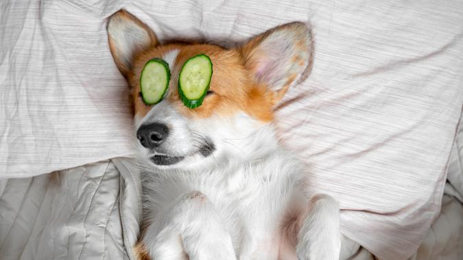 cute-red-and-white-corgi-lays-on-the-bed-relaxed-from-spa-procedures-picture-id1193591572