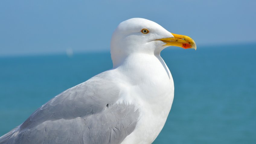 Seagull.