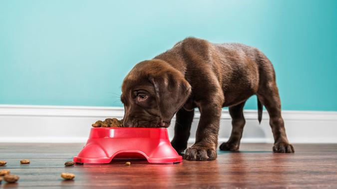 A low angle view of an adorable 7 week old Chocolate Labrador Retriever puppy eating from a red dog bowl that is sitting on a dark hardwood floor with a white baseboard and teal colored wall in the background.