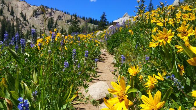 Summer wildflowers line the trail to lake Mary in Brighton, Utah.