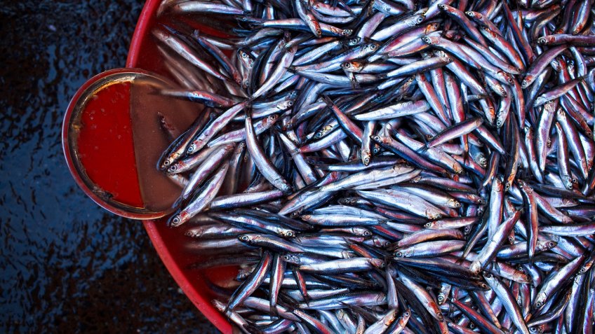 fresh anchovies (hamsi) at the fish market of istanbul (galatasaray ).