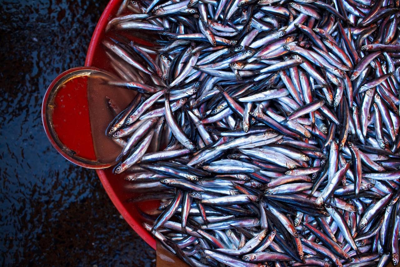 fresh anchovies (hamsi) at the fish market of istanbul (galatasaray ).