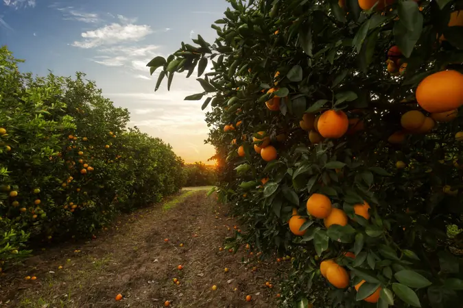 Orange tree plantation.