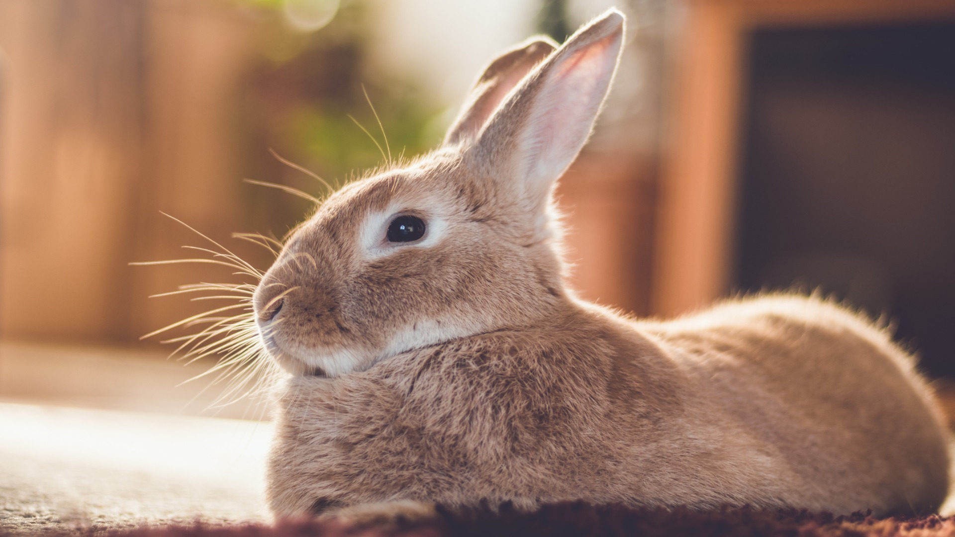 The Real Cost of Adopting an Easter Bunny GOBankingRates