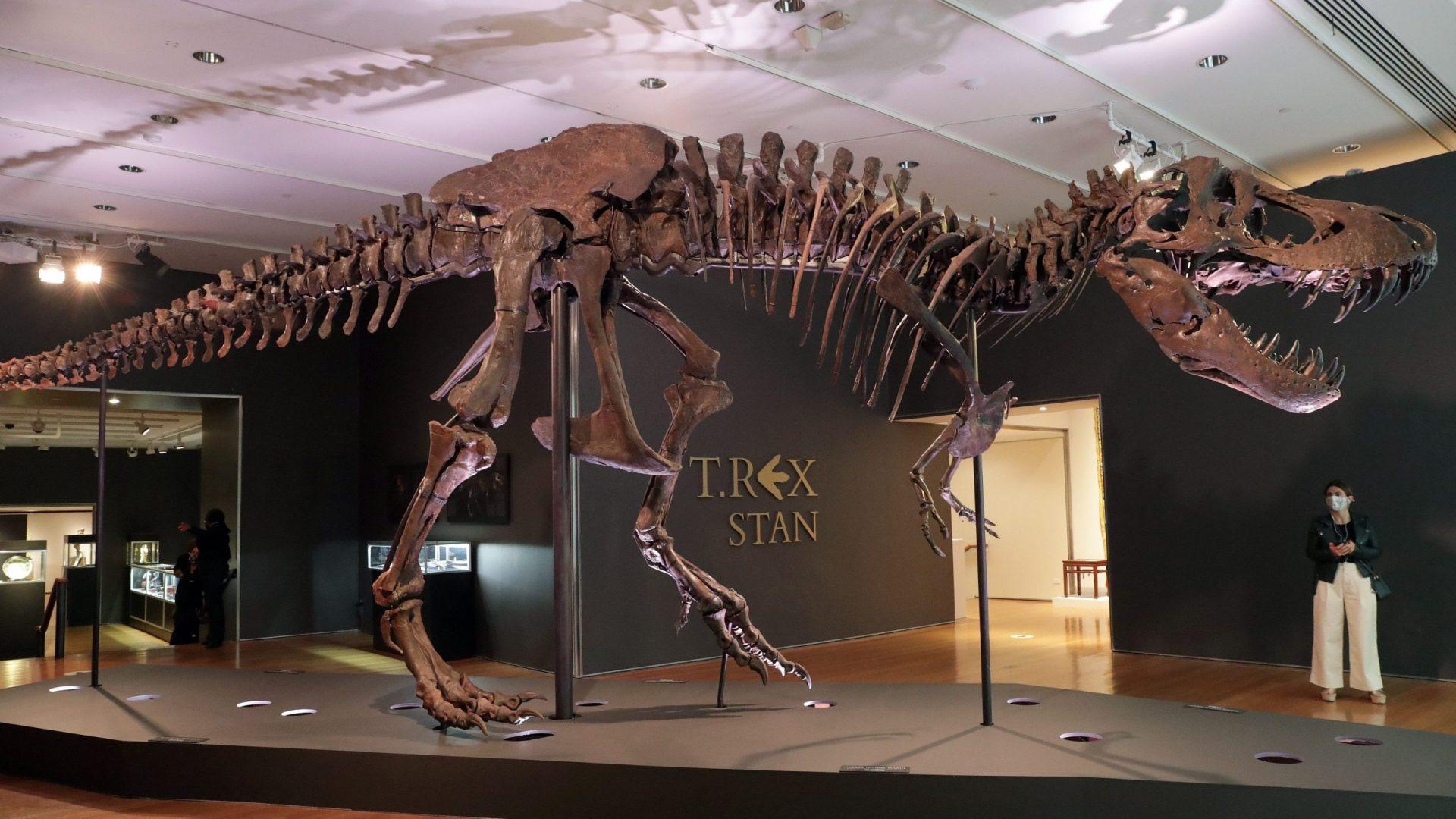 Mandatory Credit: Photo by Andrew Schwartz/SIPA/Shutterstock (10786710x)The fossil remains of a Tyrannosaurus rex named "Stan" is on display in a gallery at Christie's auction house on September 18, 2020 in New York City.
