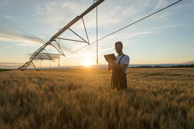Serious young Caucasian farmer or agronomist standing in ripe wheat field beneath center pivot irrigation system and using a tablet at sunset.