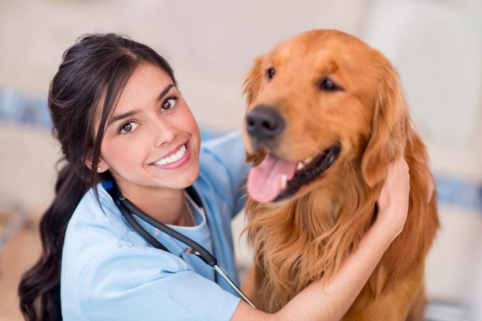 Happy doctor with a dog at the vet.