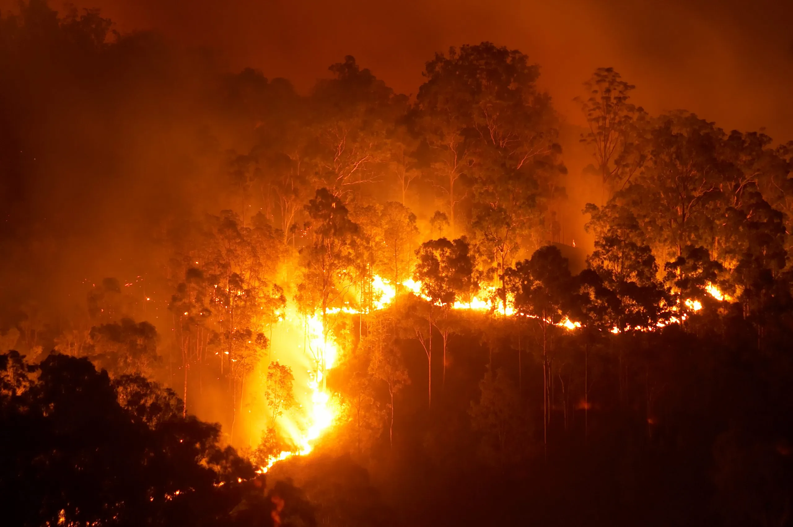 Forest fire at night.