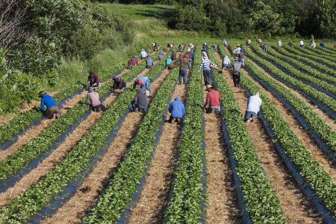Île d'Orléans, Quebec, Canada - July 21, 2020: Migrant Mexican workers on six month visas working in strawberry field.
