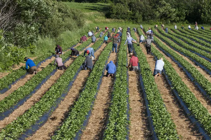 Île d'Orléans, Quebec, Canada - July 21, 2020: Migrant Mexican workers on six month visas working in strawberry field.