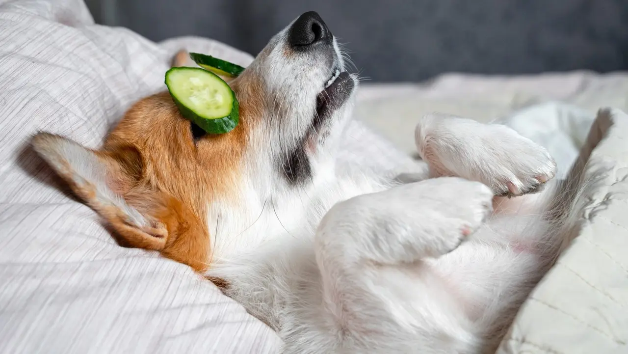 Cute red and white corgi lays on the bed with eye maks from real cucumber chips.