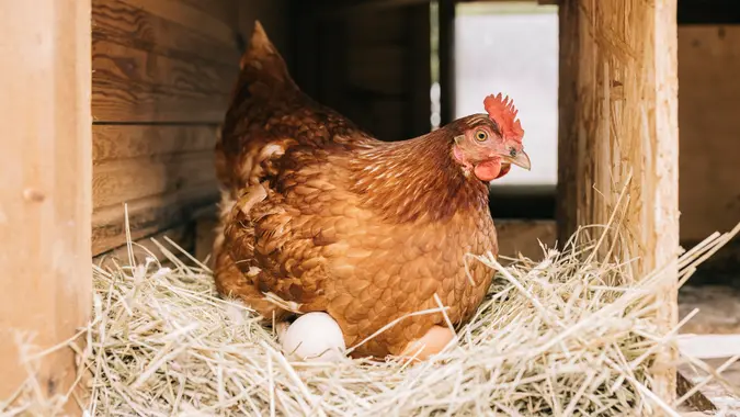 Close up of chicken sitting in hay, with freshly laid eggs.