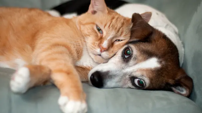 cat and dog laying on couch together.