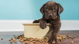 5 Ways To Save Money on Pet Insurance and Other Monthly Costs in 2024