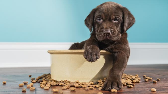 A cute adorable 5 week old Chocolate Labrador Retriever puppy with one paw over the edge of a large ceramic dog bowl looking at the camera after eating.