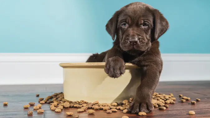 A cute adorable 5 week old Chocolate Labrador Retriever puppy with one paw over the edge of a large ceramic dog bowl looking at the camera after eating.
