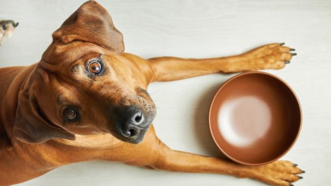 Hungry brown dog with empty bowl waiting for feeding, looking at camera, top view.