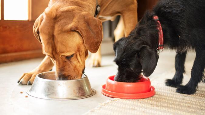 Two cute dogs eating dinner from their food bowls on the floor of their home.