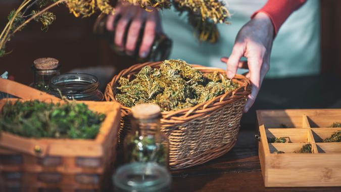 Adult Woman Picking Up Basket Full of Dry Cannabis Buds.