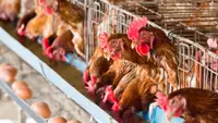 Egg Prices Continue To Soar As Bird Flu Spreads Through 30 States