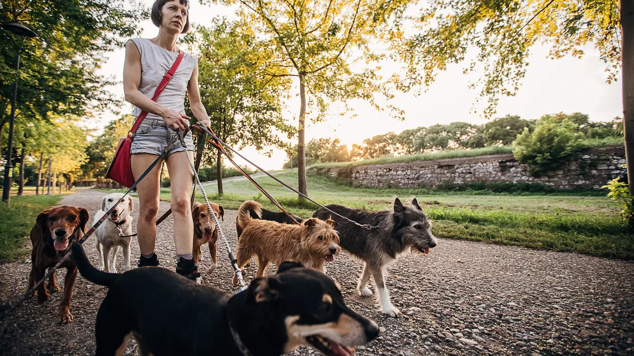 One woman, professional dog walker on roller blades, exercising dogs in park.