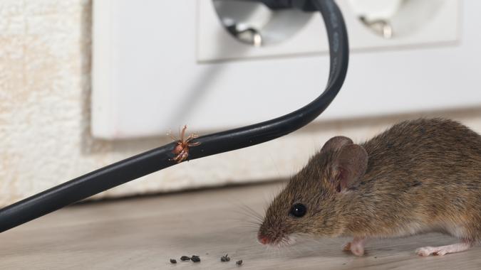 Close-up mouse sits near chewed wire  in an apartment kitchen on the background of the wall and electrical outlet .