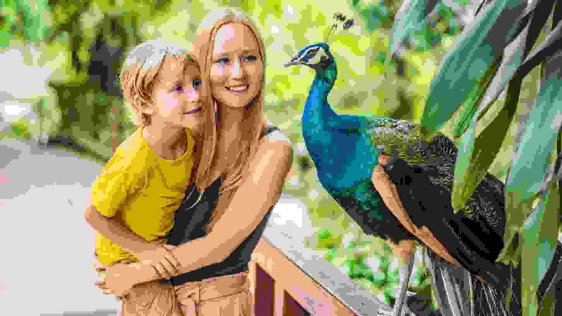 Happy family mom and son watching peacock in the park stock photo