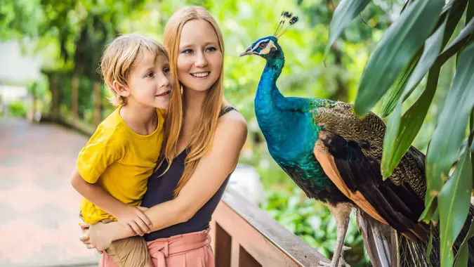 Happy family mom and son watching peacock in the park stock photo