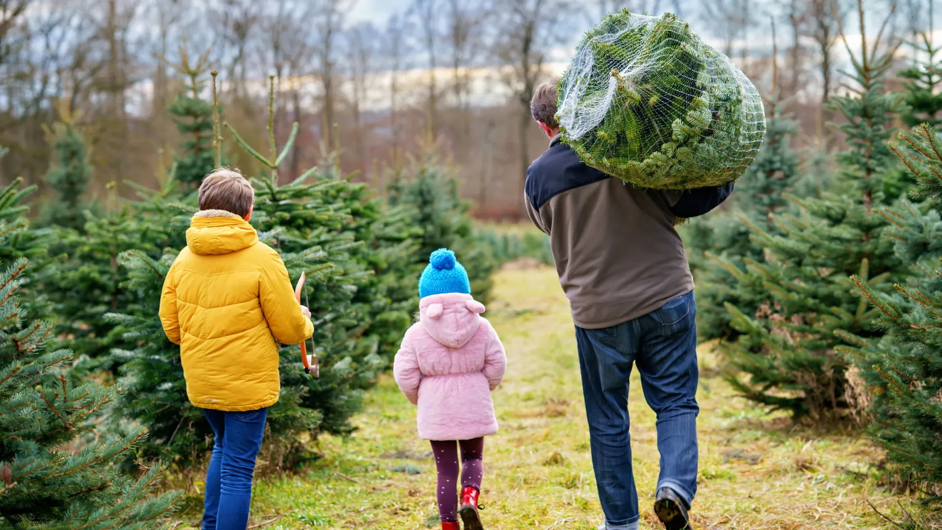 Happy family, man and two children with Christmas tree on fir tree cutting plantation.