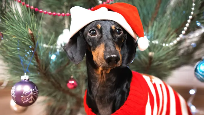 Portrait small cute funny dog dachshund, black and tan, in a red sweater and santa claus hat on background Christmas tree stock photo