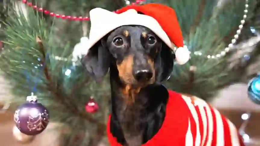 In the Market for a Holiday Pet? BBB Warns Puppy Scams Will Cost Americans $2M This Year