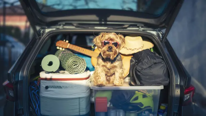 Pondering A few Pet-Pleasant Trip? These US Cities Are the Most Accommodating