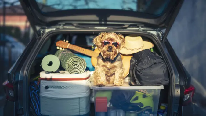 Cute Yorkshire terrier sitting in full car trunk with luggage.