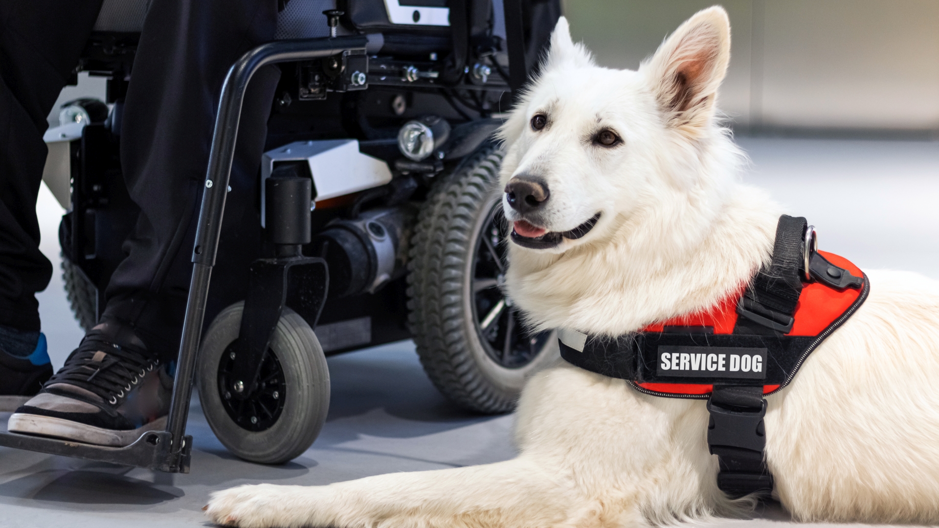 how-to-write-off-these-pet-expenses-on-your-taxes-from-service-animals
