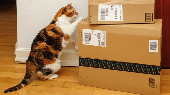 Curious cat inspecting multiple Amazon Prime boxes stock photo
