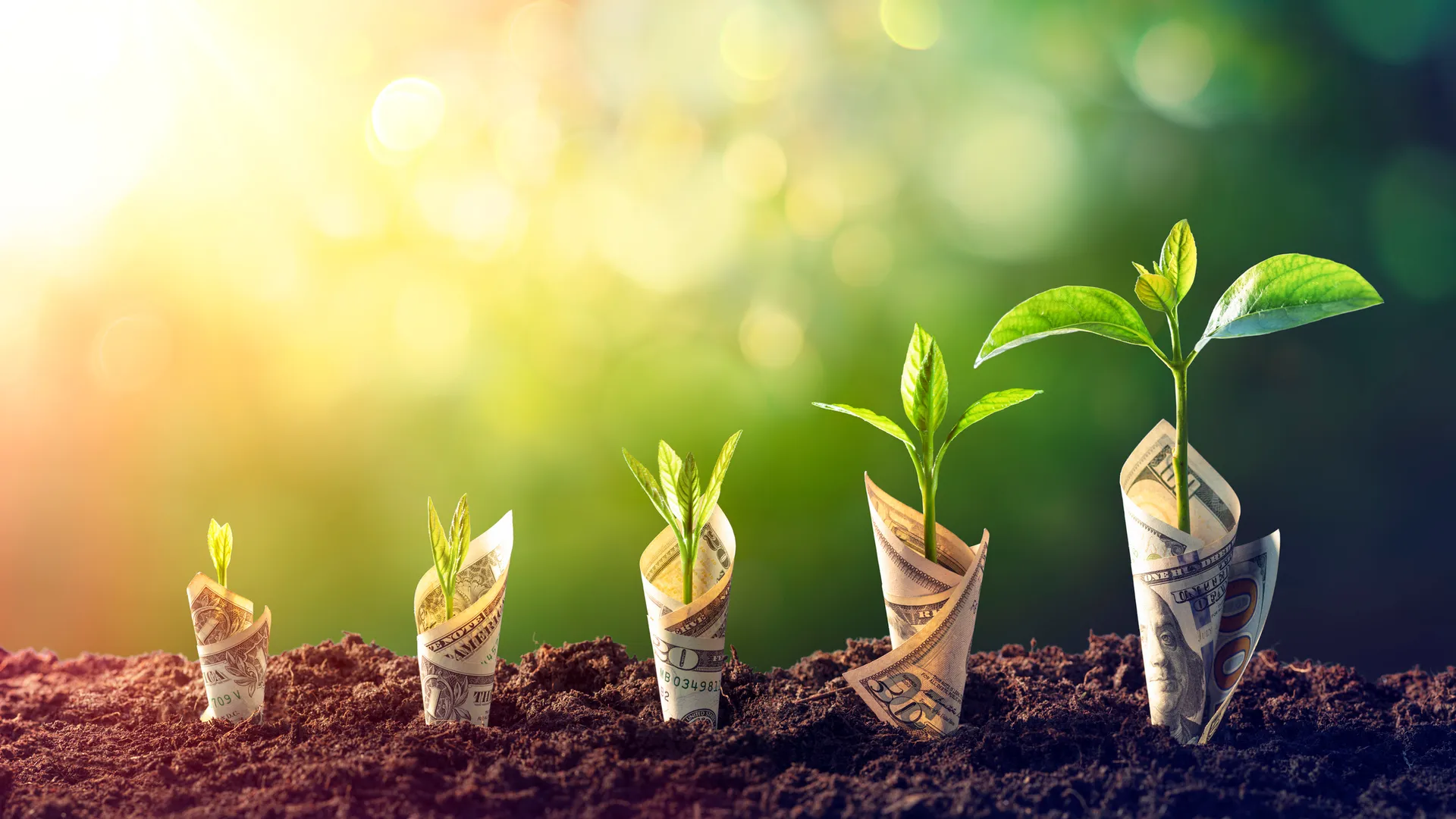 Dollar Seedling - Growth Concept - Sprout On Banknotes In Increase.