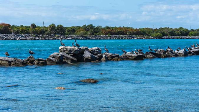 Pelicans on large rocks rest after fishing in Sebastian Inlet State Park.