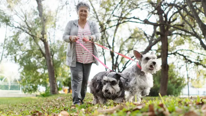 Senior female walking dogs stock photo