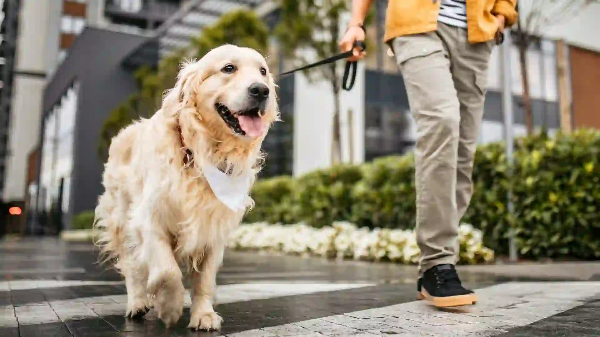 Young man and his dog walking on a rainy day stock photo