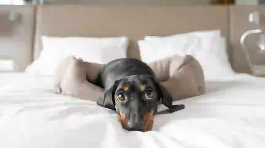 How Much It Costs To Keep a Pet in Retirement — and What Most Owners Don’t Budget For