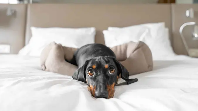 Cute dachshund pet lies in dog bed at dog-friendly hotel looking at camera.