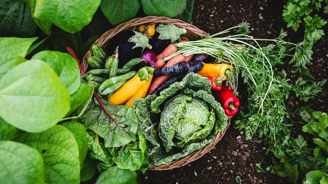 Top view of mix of ripe fresh organic vegetables in the basket on the farm.