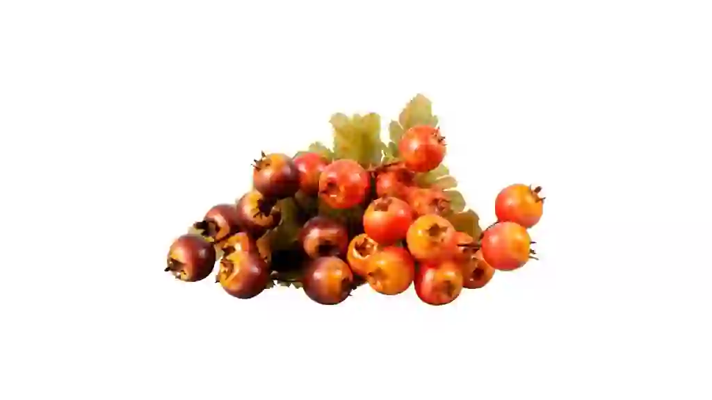 Floral Garden Mini Pomegranates Bush, 1-ct.