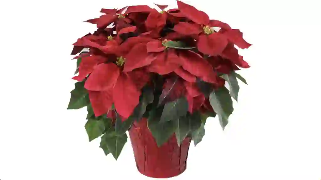 Trader Joes Large Red Poinsettia
