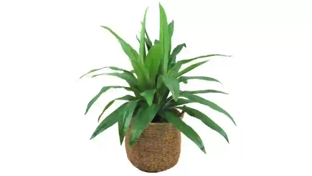Faux Dracaena in Handwoven Basket