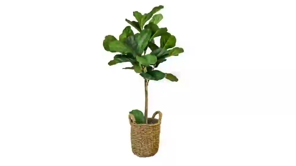 Faux Fig Tree in Woven Basket