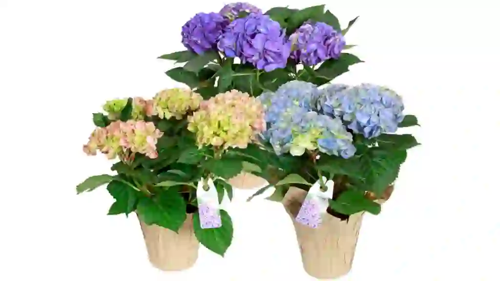 Potted Multi-Bloom Hydrangea